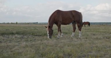Kırsal bölgedeki çayırlarda otlayan Atlar Sürüsü. Kırsal Sahne 4K 10-bit 60fps Yavaş çekim