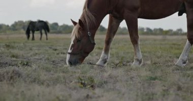 Kırsal bölgedeki çayırlarda otlayan Atlar Sürüsü. Kırsal Sahne 4K 10-bit 60fps Yavaş çekim
