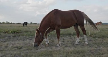 Kırsal bölgedeki çayırlarda otlayan Atlar Sürüsü. Kırsal Sahne 4K 10-bit 60fps Yavaş çekim