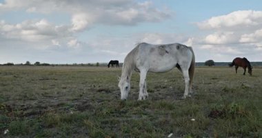 Kırsal bölgedeki çayırlarda otlayan Atlar Sürüsü. Kırsal Sahne 4K 10-bit 60fps Yavaş çekim