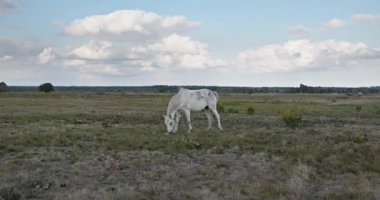 Kırsal bölgedeki çayırlarda otlayan Atlar Sürüsü. Kırsal Sahne 4K 10-bit 60fps Yavaş çekim