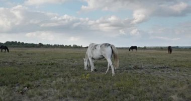 Kırsal bölgedeki çayırlarda otlayan Atlar Sürüsü. Kırsal Sahne 4K 10-bit 60fps Yavaş çekim