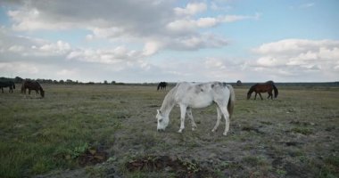Kırsal bölgedeki çayırlarda otlayan Atlar Sürüsü. Kırsal Sahne 4K 10-bit 60fps Yavaş çekim