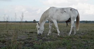 Kırsal bölgedeki çayırlarda otlayan Atlar Sürüsü. Kırsal Sahne 4K 10-bit 60fps Yavaş çekim