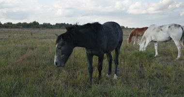 Kırsal bölgedeki çayırlarda otlayan Atlar Sürüsü. Kırsal Sahne 4K 10-bit 60fps Yavaş çekim