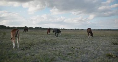 Kırsal bölgedeki çayırlarda otlayan Atlar Sürüsü. Kırsal Sahne 4K 10-bit 60fps Yavaş çekim