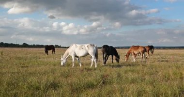 Kırsal bölgedeki çayırlarda otlayan Atlar Sürüsü. Kırsal Sahne 4K 10-bit 60fps Yavaş çekim