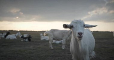 Bir tarlada otlayan keçi sürüsü gibi. Akşam Kırsal Sahne. 4K 10-bit Yavaş çekim 60fps