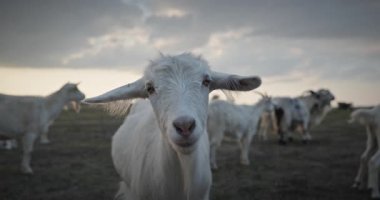 Bir tarlada otlayan keçi sürüsü gibi. Akşam Kırsal Sahne. 4K 10-bit Yavaş çekim 60fps