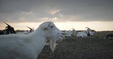 Bir tarlada otlayan keçi sürüsü gibi. Akşam Kırsal Sahne. 4K 10-bit Yavaş çekim 60fps