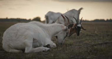 Bir tarlada otlayan keçi sürüsü gibi. Akşam Kırsal Sahne. 4K 10-bit Yavaş çekim 60fps