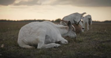Bir tarlada otlayan keçi sürüsü gibi. Akşam Kırsal Sahne. 4K 10-bit Yavaş çekim 60fps