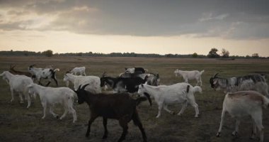 Bir tarlada otlayan keçi sürüsü gibi. Akşam Kırsal Sahne. 4K 10-bit Yavaş çekim 60fps