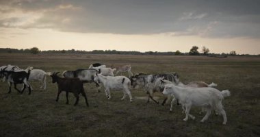 Bir tarlada otlayan keçi sürüsü gibi. Akşam Kırsal Sahne. 4K 10-bit Yavaş çekim 60fps