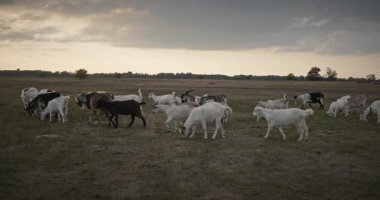 Bir tarlada otlayan keçi sürüsü gibi. Akşam Kırsal Sahne. 4K 10-bit Yavaş çekim 60fps