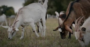Bir tarlada otlayan keçi sürüsü gibi. Akşam Kırsal Sahne. 4K 10-bit Yavaş çekim 60fps