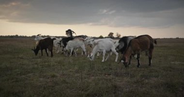 Bir tarlada otlayan keçi sürüsü gibi. Akşam Kırsal Sahne. 4K 10-bit Yavaş çekim 60fps