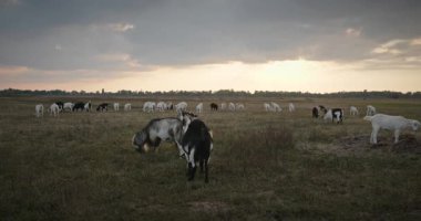 Bir tarlada otlayan keçi sürüsü gibi. Akşam Kırsal Sahne. 4K 10-bit Yavaş çekim 60fps