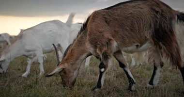 Bir tarlada otlayan keçi sürüsü gibi. Akşam Kırsal Sahne. 4K 10-bit Yavaş çekim 60fps