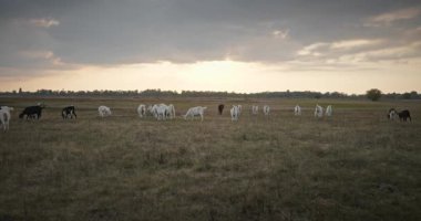 Bir tarlada otlayan keçi sürüsü gibi. Akşam Kırsal Sahne. 4K 10-bit Yavaş çekim 60fps