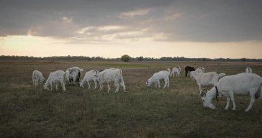 Bir tarlada otlayan keçi sürüsü gibi. Akşam Kırsal Sahne. 4K 10-bit Yavaş çekim 60fps