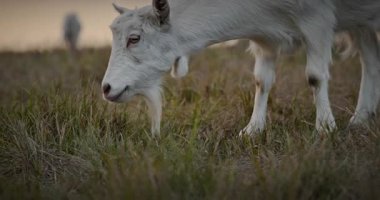 Bir tarlada otlayan keçi sürüsü gibi. Akşam Kırsal Sahne. 4K 10-bit Yavaş çekim 60fps