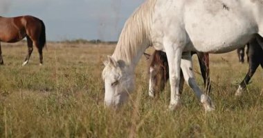 Kırsal bölgedeki çayırlarda otlayan Atlar Sürüsü. Kırsal Sahne 4K 10-bit 60fps Yavaş çekim