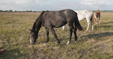 Kırsal bölgedeki çayırlarda otlayan Atlar Sürüsü. Kırsal Sahne 4K 10-bit 60fps Yavaş çekim