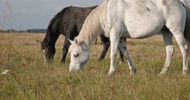 Kırsal bölgedeki çayırlarda otlayan Atlar Sürüsü. Kırsal Sahne 4K 10-bit 60fps Yavaş çekim