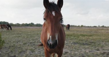 Kırsal bölgedeki çayırlarda otlayan Atlar Sürüsü. Kırsal Sahne 4K 10-bit 60fps Yavaş çekim