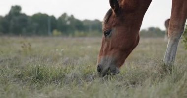 Kırsal bölgedeki çayırlarda otlayan Atlar Sürüsü. Kırsal Sahne 4K 10-bit 60fps Yavaş çekim