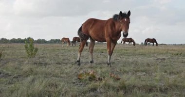 Kırsal bölgedeki çayırlarda otlayan Atlar Sürüsü. Kırsal Sahne 4K 10-bit 60fps Yavaş çekim