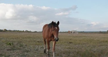Kırsal bölgedeki çayırlarda otlayan Atlar Sürüsü. Kırsal Sahne 4K 10-bit 60fps Yavaş çekim