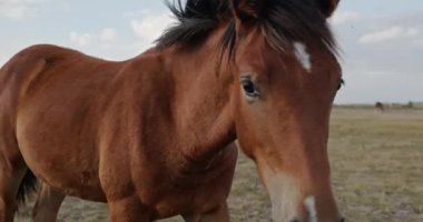 Kırsal bölgedeki çayırlarda otlayan Atlar Sürüsü. Kırsal Sahne 4K 10-bit 60fps Yavaş çekim