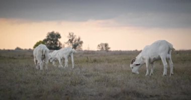 Bir tarlada otlayan keçi sürüsü gibi. Akşam Kırsal Sahne. 4K 10-bit Yavaş çekim 60fps