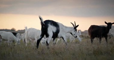 Bir tarlada otlayan keçi sürüsü gibi. Akşam Kırsal Sahne. 4K 10-bit Yavaş çekim 60fps