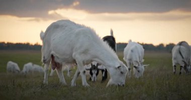 Bir tarlada otlayan keçi sürüsü gibi. Akşam Kırsal Sahne. 4K 10-bit Yavaş çekim 60fps