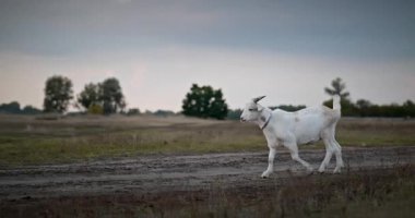 Bir tarlada otlayan keçi sürüsü gibi. Akşam Kırsal Sahne. 4K 10-bit Yavaş çekim 60fps