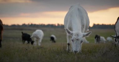 Bir tarlada otlayan keçi sürüsü gibi. Akşam Kırsal Sahne. 4K 10-bit Yavaş çekim 60fps