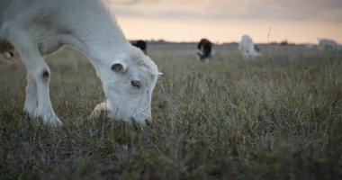 Bir tarlada otlayan keçi sürüsü gibi. Akşam Kırsal Sahne. 4K 10-bit Yavaş çekim 60fps