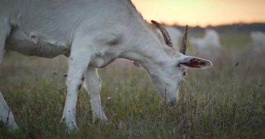 Bir tarlada otlayan keçi sürüsü gibi. Akşam Kırsal Sahne. 4K 10-bit Yavaş çekim 60fps