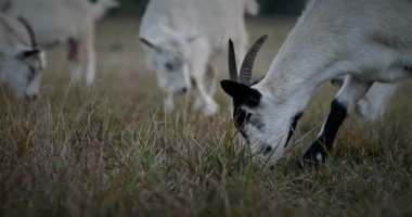 Bir tarlada otlayan keçi sürüsü gibi. Akşam Kırsal Sahne. 4K 10-bit Yavaş çekim 60fps