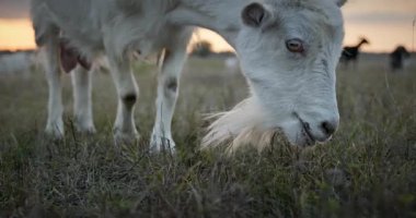 Bir tarlada otlayan keçi sürüsü gibi. Akşam Kırsal Sahne. 4K 10-bit Yavaş çekim 60fps