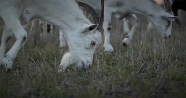 Bir tarlada otlayan keçi sürüsü gibi. Akşam Kırsal Sahne. 4K 10-bit Yavaş çekim 60fps