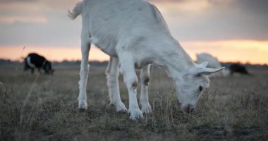 Bir tarlada otlayan keçi sürüsü gibi. Akşam Kırsal Sahne. 4K 10-bit Yavaş çekim 60fps