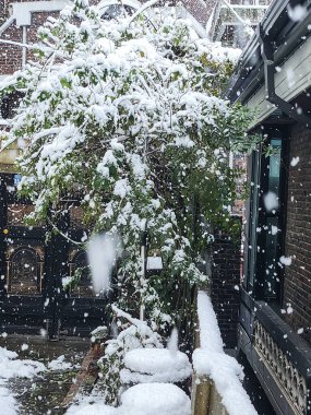 Ön bahçede karla kaplı ağaçlar ve Jangdokdae