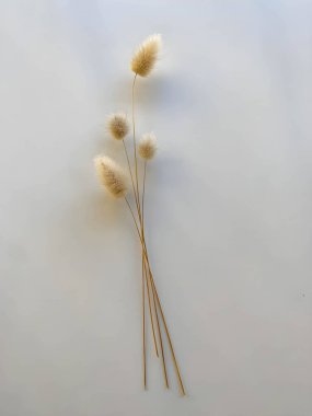 Tavşan masalı otları. Beyaz arka planda tüylü bronz ponpon çiçekleri. Minimum çiçek bileşimi.