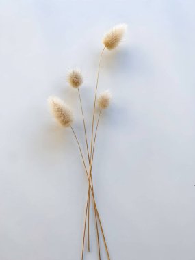 Tavşan masalı otları. Beyaz arka planda tüylü bronz ponpon çiçekleri. Minimum çiçek bileşimi.