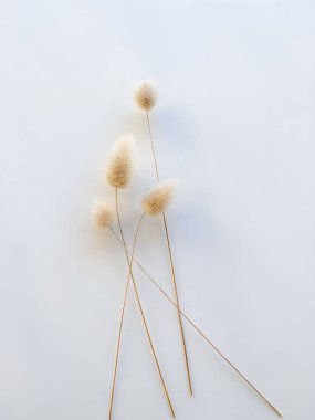 Tavşan masalı otları. Beyaz arka planda tüylü bronz ponpon çiçekleri. Minimum çiçek bileşimi.