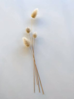 Tavşan masalı otları. Beyaz arka planda tüylü bronz ponpon çiçekleri. Minimum çiçek bileşimi.